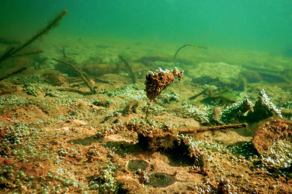 Underwater Freshwater Flora, Underwater Bottom, Rivers, Lakes, P — стокове фото