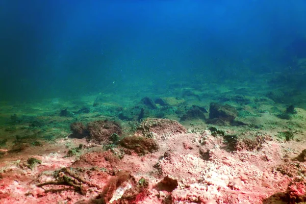 Underwater Freshwater Flora, Underwater Bottom, Rivers, Lakes, P — Stock Photo, Image