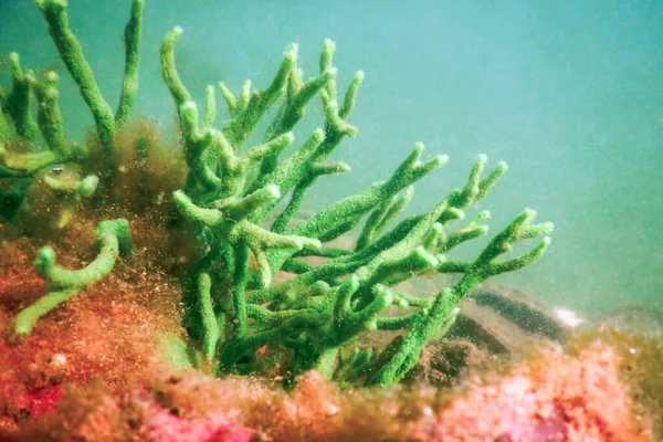 Freshwater Sponge (Spongilla lacustris) Spongillidae Freshwater — Stock Photo, Image