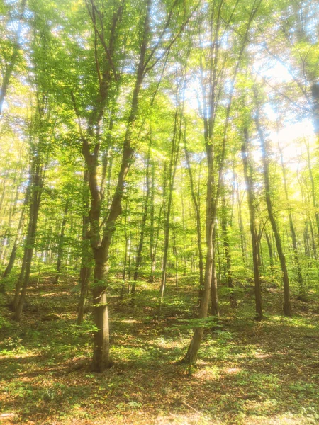 Forêt d'automne Nature. Rayons de soleil forestiers colorés à travers les branches — Photo
