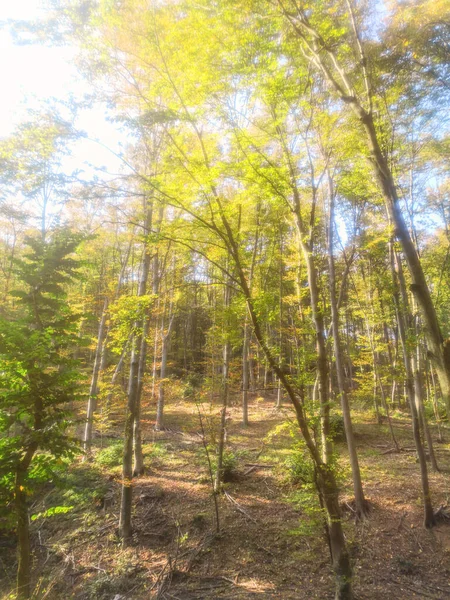 Осенняя лесная природа. Цветные солнечные лучи леса через ветви — стоковое фото