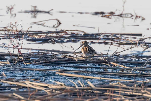 Snipe común (Gallinago gallinago) Ave en el agua — Foto de Stock