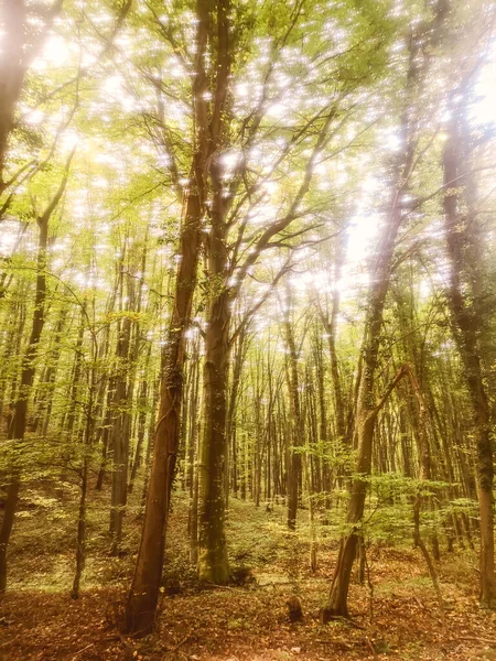 Příroda podzimního lesa. Barevné sluneční paprsky skrz větve — Stock fotografie