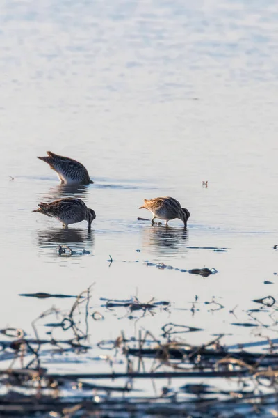 Common Snipe (Gallinago gallinago) skupina ptáků ve vodě — Stock fotografie