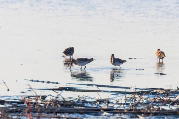 Bekassine (gallinago gallinago) Gruppe von Vögeln im Wasser — Stockfoto