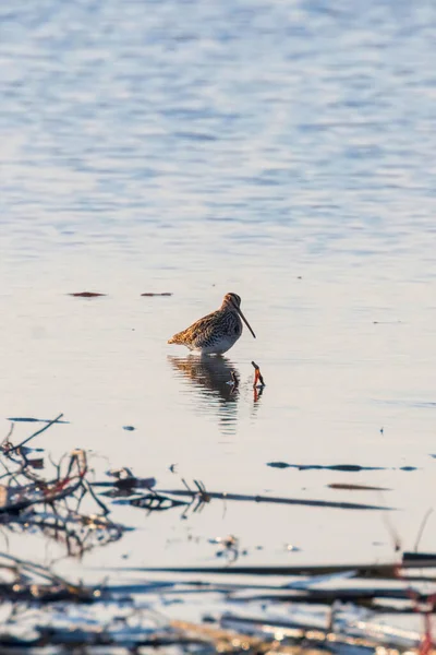 Κοινό Snipe (Gallinago gallinago) Πουλί στο νερό — Φωτογραφία Αρχείου