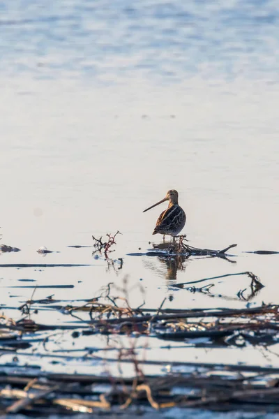 Vanlig Snipe (Gallinago gallinago) Fågel i vatten — Stockfoto