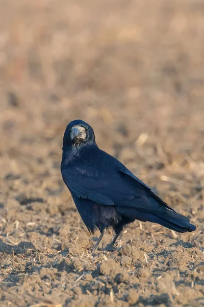 野地上的小车（Corvus frugilegus） — 图库照片