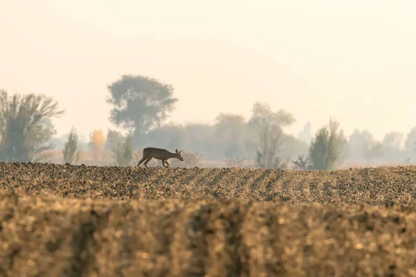 Roe Deer Female Autumn (Capreolus capreolus) Wild Deer in Nature