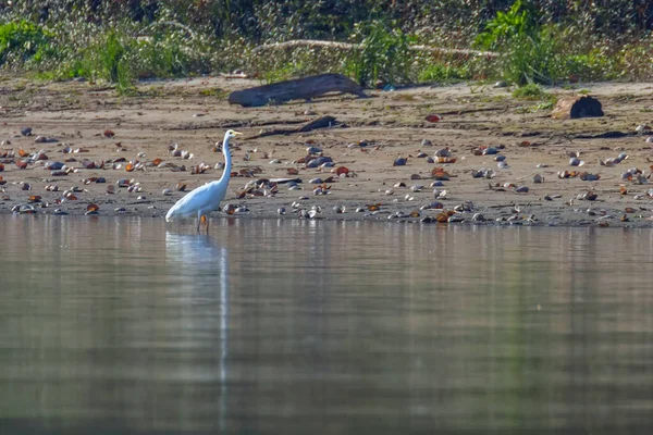 Grande Egret (Ardea alba) Grande Egret Branco, Egret Comum — Fotografia de Stock