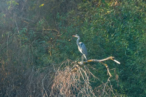 Garça cinzenta (ardea herodias) Garça de cabeça cinzenta — Fotografia de Stock