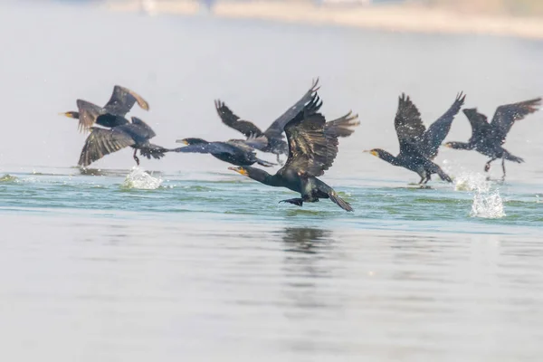 Grandes Corvos Voando sobre Água (Phalacrocorax carbo) — Fotografia de Stock