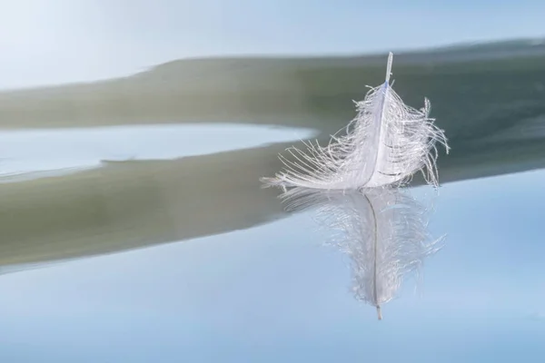 Vogelfeder auf Wasseroberfläche mit Platz für Text — Stockfoto