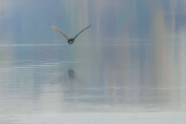 Grand Cormoran volant au-dessus de l'eau (Phalacrocorax carbo) — Photo