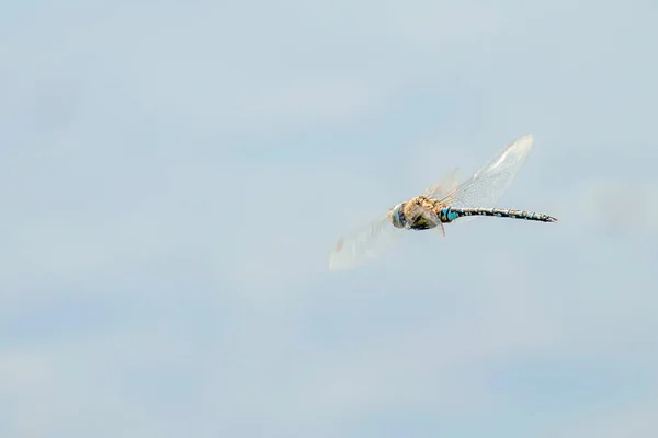 Стрекоза парит (император Анакс) Голубой Император Стрекоза в лету — стоковое фото