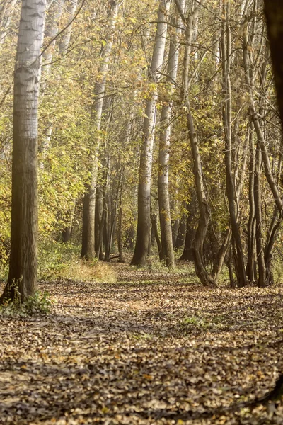 Autumn Forest Nature. Colorful Forest Sun Rays Through Branches