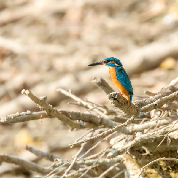 Pesce del Re (Alcedo atthis) Pesce del Re Uccello seduto su una B — Foto Stock