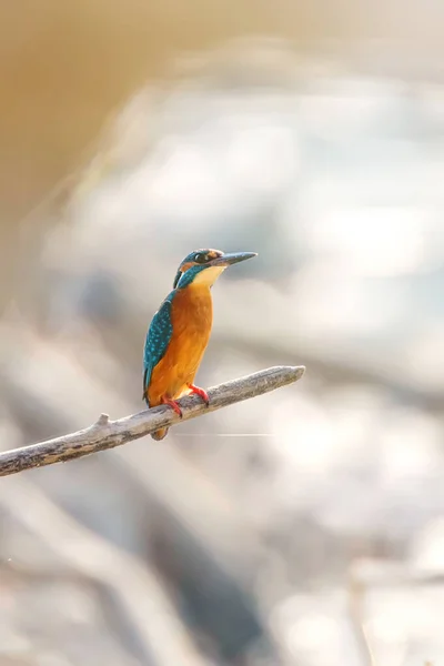 Pesce del Re (Alcedo atthis) Pesce del Re Uccello seduto su una B — Foto Stock