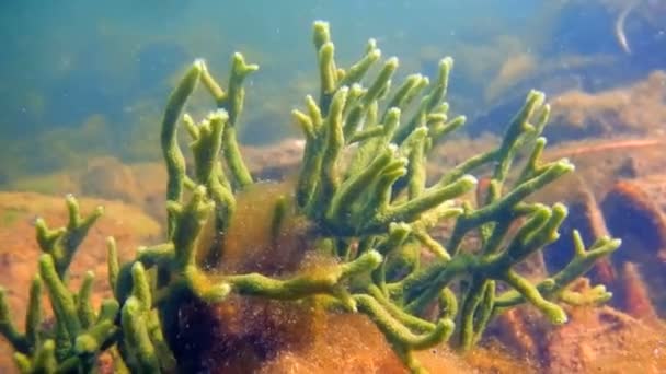 Esponja Agua Dulce Spongilla Lacustris Spongillidae Freshwater Underwater — Vídeo de stock