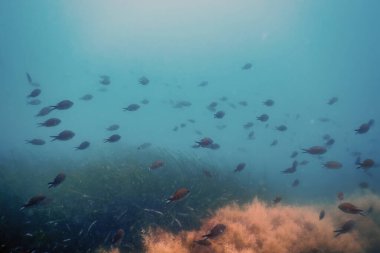 Suyun altındaki balık okulu. Suyun altındaki balıklar.