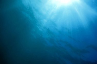 Sualtı Sahnesi Güneş Işığı, Su altı Hayatı.