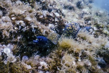 Akdeniz Moray (Muraena helena) Saint Helena Moray
