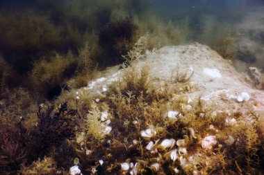 Deniz Yaşamı Su Altında Kayalar Güneş Işığı Altında Yaşam