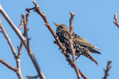 Bir dalda ortak Starling, Sturnus vulgaris