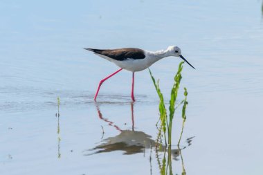 Kara Kanatlı Stilt Sığ Suda (Himantopus himantopus) 