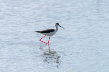Kara Kanatlı Stilt Sığ Suda (Himantopus himantopus) 