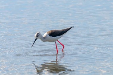 Kara Kanatlı Stilt Sığ Suda (Himantopus himantopus) 
