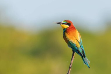 Avrupa Arı Yiyen (Merops Apiaster))