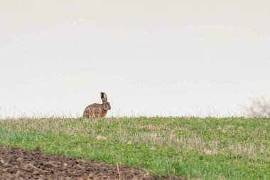 Avrupa kahverengi tavşan (tavşan europeaus) alanında gizleme tim bahar
