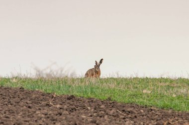 Avrupa kahverengi tavşan (tavşan europeaus) alanında gizleme tim bahar