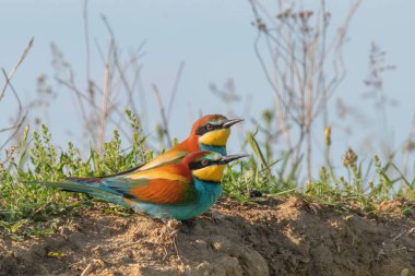 Avrupa Arı Yiyen (Merops Apiaster))