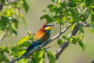 Avrupa Arı Yiyen (Merops Apiaster))