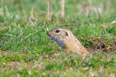Souslik (Spermophilus citellus) Avrupa zemin sincap 