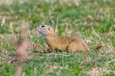 Avrupa zemin sincap, Souslik (Spermophilus citellus) natura