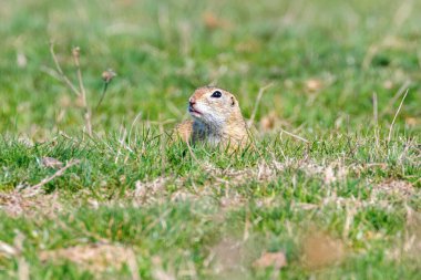 Souslik (Spermophilus citellus) Avrupa zemin sincap 