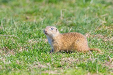Souslik (Spermophilus citellus) Avrupa zemin sincap 