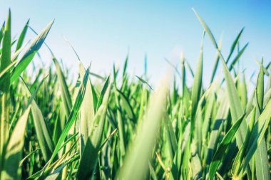 Genç Buğday Tohumu Tarlada büyüyor Yakın plan