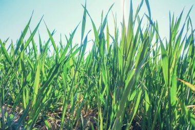 Genç Buğday Tohumu Tarlada büyüyor Yakın plan