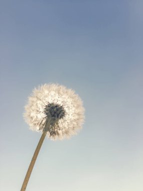 Karahindiba Güneşi ve Mavi Gökyüzü arkaplanı, Yakın Karahindiba