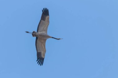 Bayağı turna uçuş mavi gökyüzü (Grus grus) geçiş 