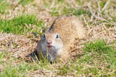 Souslik (Spermophilus citellus) Avrupa zemin sincap 