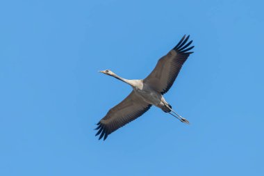 Bayağı turna uçuş mavi gökyüzü (Grus grus) geçiş 
