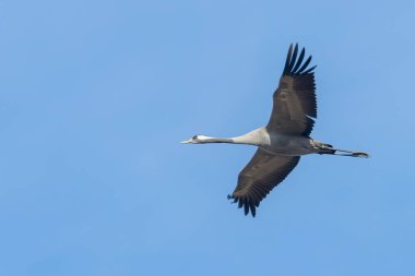 Bayağı turna uçuş mavi gökyüzü (Grus grus) geçiş 