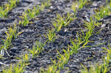 Yakın bir alanda çimlenme üzerinde büyüyen genç buğday fidan 