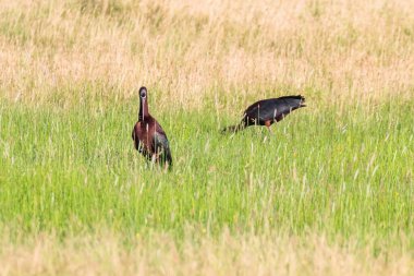 Parlak Aynak (Plegadis falcinellus) Doğal Habita Kuş Wading