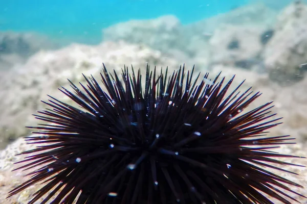 Underwater Sea Urchins on a Rock, Close Up Underwater Urchins — Stock Photo, Image